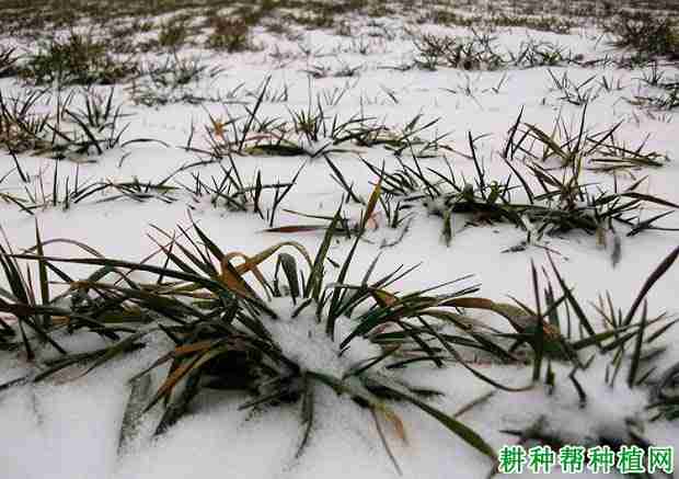 冬季小麦怎么样管理好(冬季小麦怎么样管理最好)